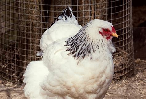 colombian chick|Columbian Wyandotte Chicken: Appearance, Personality, and Care.